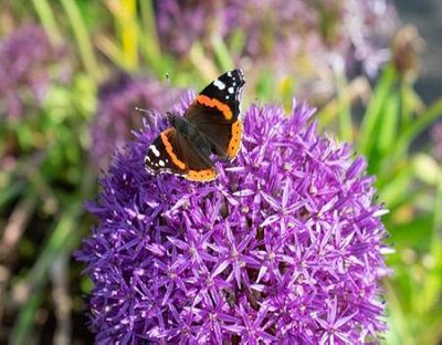 15 Allium Bulbs Elegant Mixed Spring Flowering Bulbs 10/12 Purple White