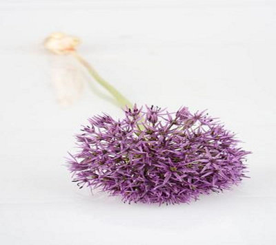 15 Allium Bulbs Elegant Mixed Spring Flowering Bulbs 10/12 Purple White - 4