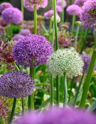 15 Allium Bulbs Elegant Mixed Spring Flowering Bulbs 10/12 Purple White - 5