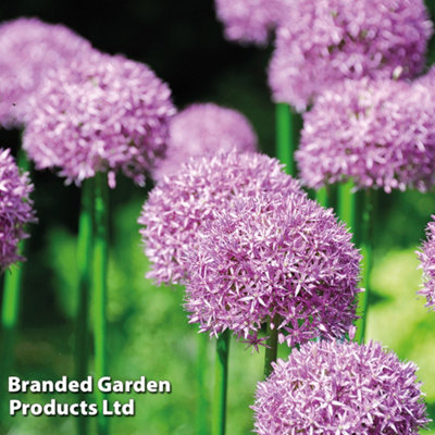 15 Allium Purple Sensation Bulbs - 4