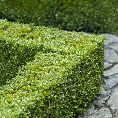 15 Common Box / Buxus Sempervirens 10-20cm Tall Evergreen Hedging Plants In 9cm Pots 3FATPIGS - 3
