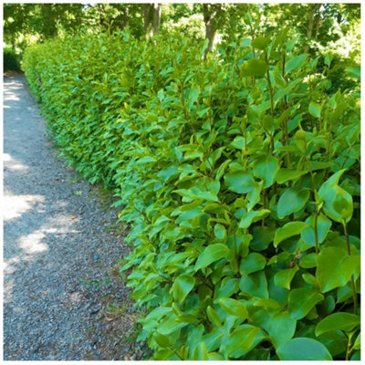 15 Griselinia Hedging Plants 2-3ft Tall, 2L Pot Multi-stemmed, Fast Growing