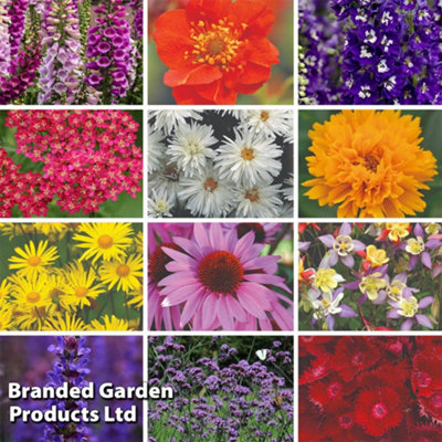 15 Perennial Garden Ready Plants  - Flowering Year After Year