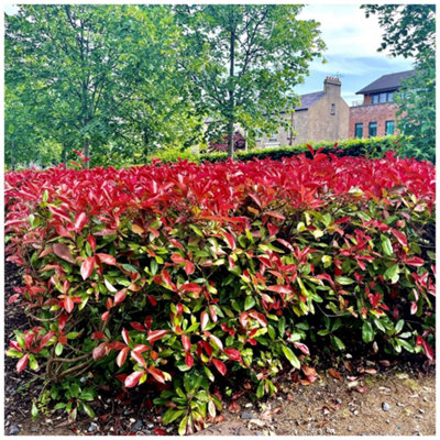 15 Photinia Red Robin Hedging Plants 25-30cm Bushy Evergreen Hedge Shrubs 3fatpigs