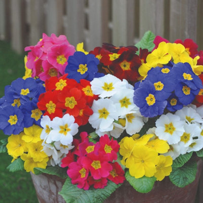15 Polyanthus Most Scented Mixed Garden Ready Plants - Winter Flowering - Ideal for Borders & Patio Containers