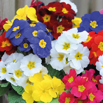 15 Polyanthus Most Scented Mixed Garden Ready Plants - Winter Flowering - Ideal for Borders & Patio Containers