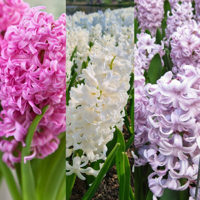 15 x Hyacinth Spring Bulbs Pretty in Pink Mix - Highly Fragrant Perennials - UK Hardy Low Maintenance Pollinator Friendly