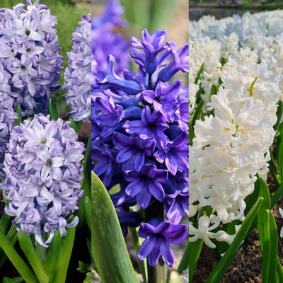 15 x Hyacinth Spring Bulbs Rhapsody in Blue Mix - Highly Fragrant Perennials - UK Hardy Low Maintenance Pollinator Friendly