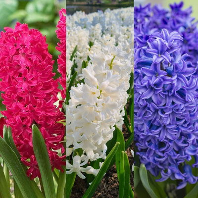 15 x Hyacinth Spring Bulbs Traditional Mix - Highly Fragrant Perennials - UK Hardy Low Maintenance Pollinator Friendly