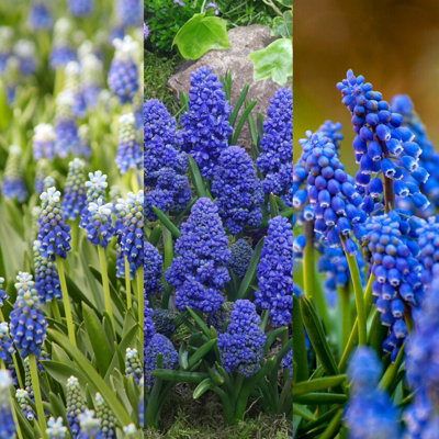 15 x Muscari Grape Hyacinth Spring Bulb Mix - Mixed Spring Outdoor Flowering Perennials - Grow in Beds, Borders & Patio Pots