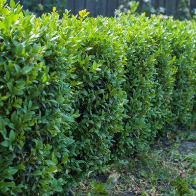 150 Common Box / Buxus Sempervirens 10-20cm Tall Evergreen Hedging Plants In 9cm Pots 3FATPIGS