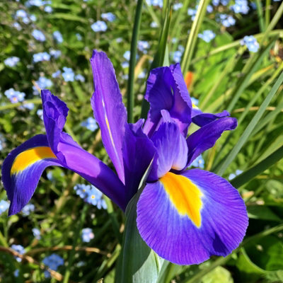 150 x Iris Blue Magic Spring Bulbs - Summer Flowering Perennials - Attracts Pollinators - Grow in Beds, Borders & Patio Pots