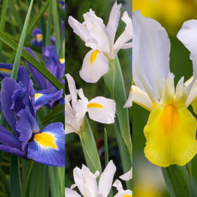 150 x Iris Mixed Spring Bulbs - Summer Outdoor Flowering Perennials - Pollinator Friendly - Grow in Beds, Borders & Patio Pots