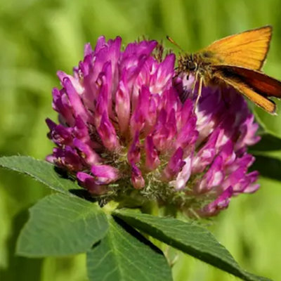 1500 seeds mix Wild Flower Seeds - Bee & Butterfly Mix - Great Colours garden Yard Cottage