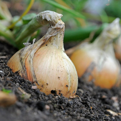 1500g Winter Onion Sets Mix  - Red Baron/Centurion/Stuttgarter Giant