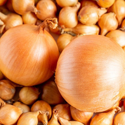 1500g Winter Onion Sets Mix  - Red Baron/Centurion/Stuttgarter Giant - 3