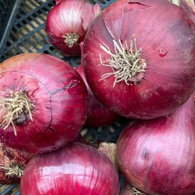 1500g Winter Onion Sets Mix  - Red Baron/Centurion/Stuttgarter Giant - 4
