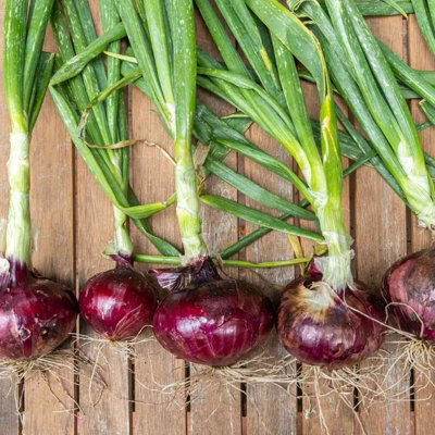 1500g Winter Onion Sets Mix  - Red Baron/Centurion/Stuttgarter Giant - 5