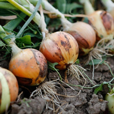 1500g Winter Onion Sets Mix  - Red Baron/Centurion/Stuttgarter Giant - 7