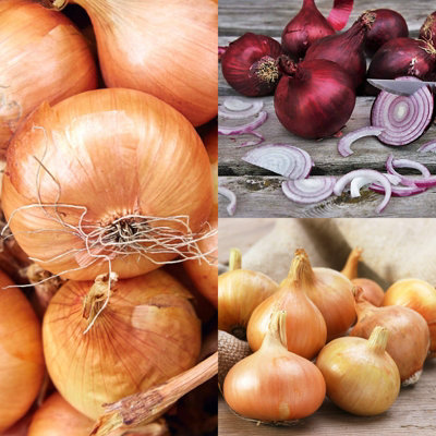 1500g Winter Onion Sets Mix - Red Winter/Senshyu Yellow/Radar