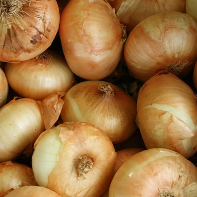 1500g Winter Onion Sets Mix - Red Winter/Senshyu Yellow/Radar