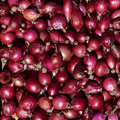 1500g Winter Onion Sets Mix - Red Winter/Senshyu Yellow/Radar - 4