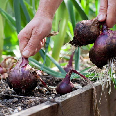 1500g Winter Onion Sets Mix - Red Winter/Senshyu Yellow/Radar - 5