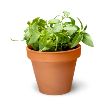 16 Terracotta Grow Plant Pots - 4.5cm Clay Planters with Drainage for Succulents, Herbs, Flowers, DIY, Crafts, & Décor