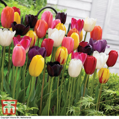 16 Tulip 'Everlasting Mixed' Bulbs - Spring Flowering Year After Year