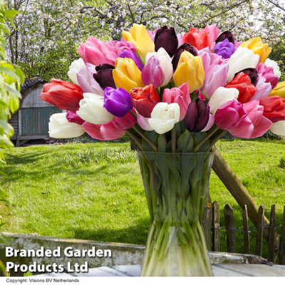 16 Tulip 'Everlasting Mixed' Bulbs - Spring Flowering Year After Year