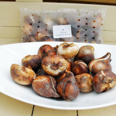 16 Tulip 'Everlasting Mixed' Bulbs - Spring Flowering Year After Year - 3
