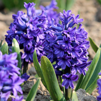 16 x Hyacinth Adrian Spring Bulbs - Deep Purple Highly Fragrant Outdoor Perennials - UK Hardy Low Maintenance Pollinator Friendly