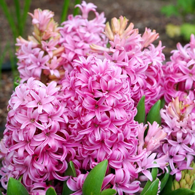 16 x Hyacinth Pink Pearl Spring Bulbs - Highly Fragrant Flowering Perennials - UK Hardy Low Maintenance Pollinator Friendly