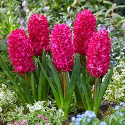 16 x Hyacinth Scarlet Pearl Spring Bulbs - Highly Fragrant Flowering Perennials - UK Hardy Low Maintenance Pollinator Friendly