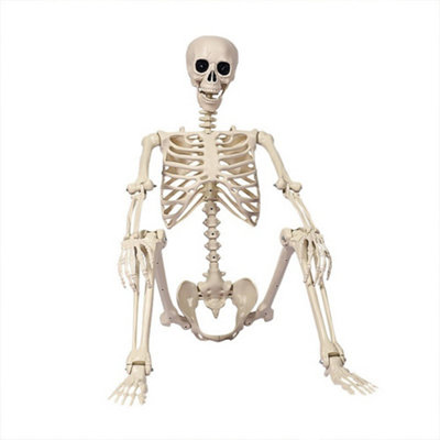 165cm Halloween Decor Poseable Skeleton Full Life Size Human Skeleton ...