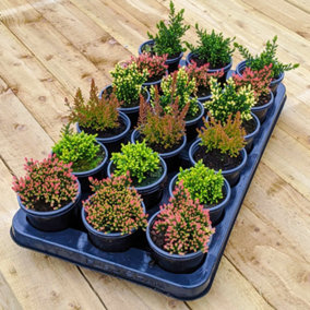 18 x Mixed Scottish Grown Heathers (10-20cm Height Including Pot) - Evergreen Ground Carpet Cover