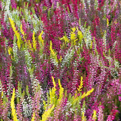 18 x Mixed Scottish Grown Heathers (10-20cm Height Including Pot) - Evergreen Ground Carpet Cover