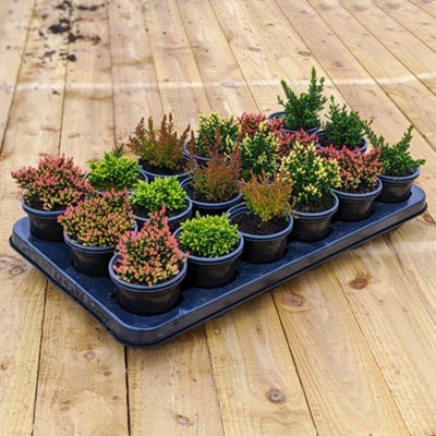 18 x Mixed Scottish Grown Heathers (10-20cm Height Including Pot) - Evergreen Ground Carpet Cover