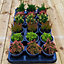 18 x Mixed Scottish Grown Heathers (10-20cm Height Including Pot) - Evergreen Ground Carpet Cover