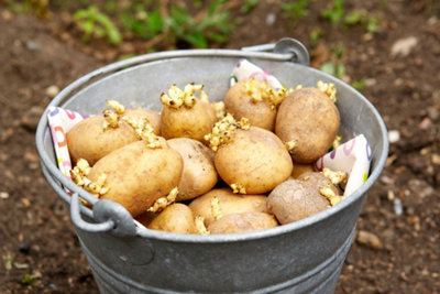 18 x Seed Potato Mix Including Charlotte - Pentland Javelin - Maris Peer - 4