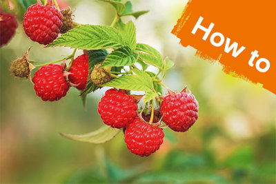 How To Grow Raspberries | Outdoor & Garden | B&Q