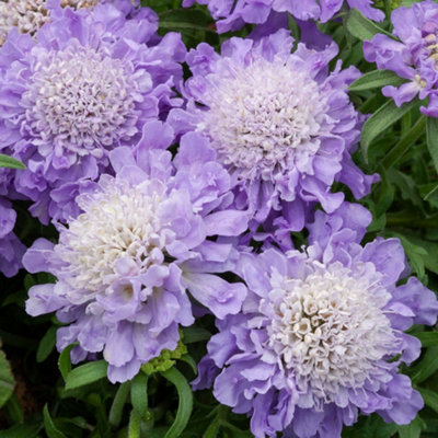 Spring gardening jobs at B&Q