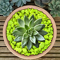 1kg Fluroescent Yellow Coloured Plant Pot Garden Gravel - Premium Garden Stones for Decoration