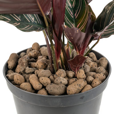 1l growing media-clay pebbles,medium size 8-16mm, pot plant topper,hydroponics,washable & reusable