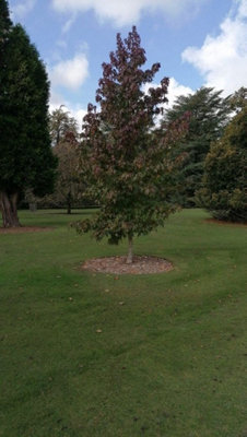 2-3ft Field Maple (Acer Campestre) Grade A Bare Root Hedging Plant Tree ...