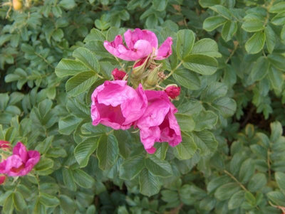 2-3ft Hedging Rose (Rosa Rugosa) Bare Root Hedging Plants Tree Sapling ...