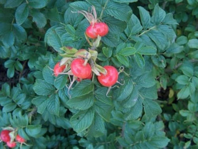 2-3ft Hedging Rose (Rosa Rugosa) Bare Root Hedging Plants Tree Sapling ...