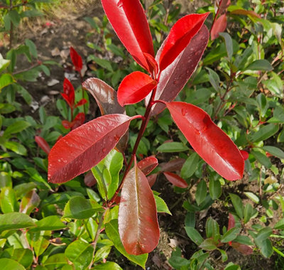 2-3ft Red Robin (Photinia) Bare Root Hedge Plants Tree Sapling - Pack of 10