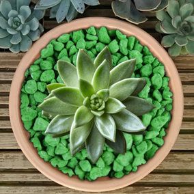 2.5kg Green Coloured Plant Pot Garden Gravel - Premium Garden Stones for Decoration