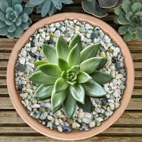 2.5kg Natural Nordic Coloured Plant Pot Garden Gravel - Premium Garden Stones for Decoration